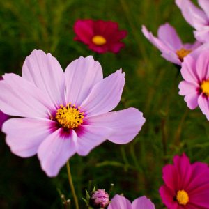 Cosmos Bipinnatus 'Sensation Radiance', Mexican Aster Sensation Radiance, Pink Cosmos