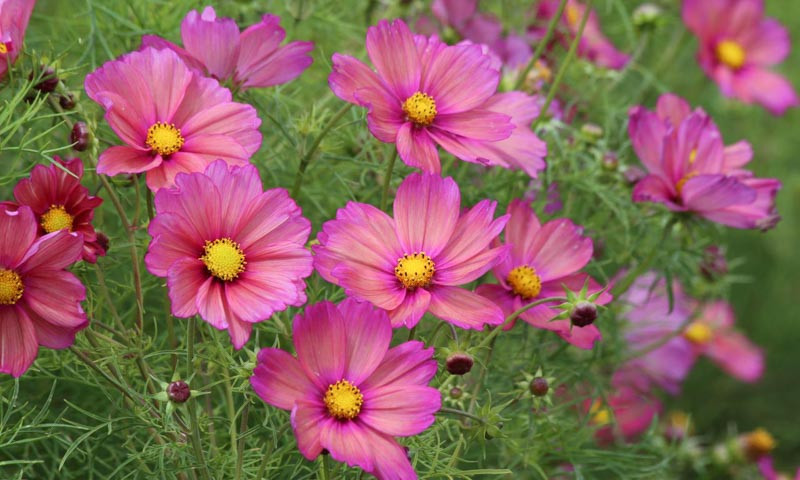 Cosmos bipinnatus 'Xsenia'