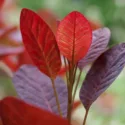 Cotinus coggygria 'Royal Purple', Smokebush 'Royal Purple', Smoketree 'Royal Purple', Eurasian Smokebush 'Royal Purple', Smoke Bush 'Royal Purple', Smoke Tree 'Royal Purple', Rhus Cotinus 'Royal Purple', Deciduous Shrubs, Foliage, Fall color