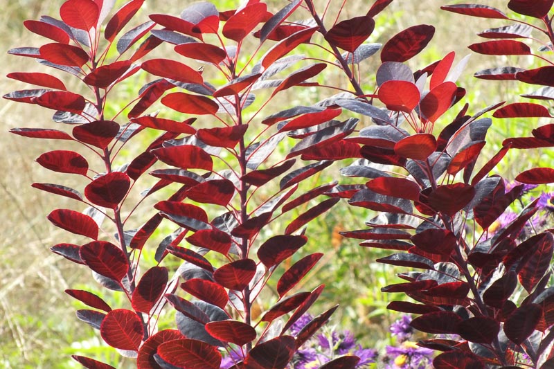 Cotinus Coggygria Smokebush