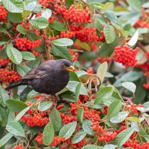 Cotoneaster lacteus, Late Cotoneaster, Parney Cotoneaster, Milk Flower Cotoneaster, Arching Cotoneaster, Evergreen Shrub, Hardy Shrub, Shrub with berries, Red Berries,