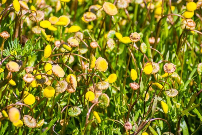 Cotula coronopifolia, Water Buttons, Button Weeds, Brass Buttons, Golden Buttons, Yellow Flowers, Pond Plants, Bog Plants, Aquatic Plants