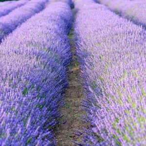 Lavender hedge, Lavender hedging, Lavender hedges, English Lavender, Spanish lavender, French Lavender, lavandula angustifolia, lavandula stoechas, lavandula x intermedia, Lavender path, fragrant hedges