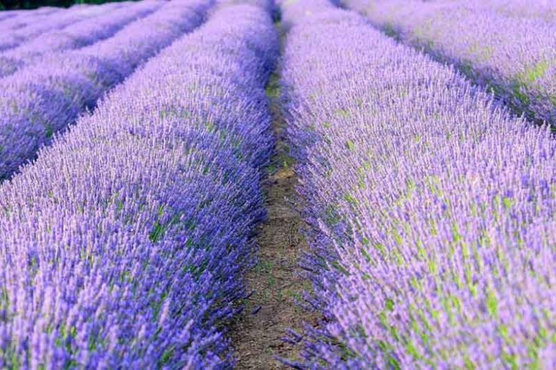 Lavender hedge, Lavender hedging, Lavender hedges, English Lavender, Spanish lavender, French Lavender, lavandula angustifolia, lavandula stoechas, lavandula x intermedia, Lavender path, fragrant hedges