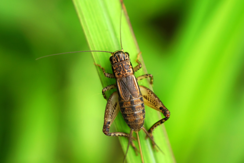 How to Get Rid of Crickets in the House and Garden