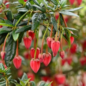 Lantern Tree, Chile Lantern Tree, Tricuspidaria Hookerianum, red flowers, Mediterranean Shrub, evergreen shrub