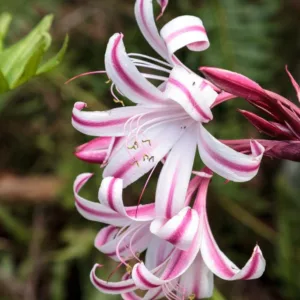 Crinum Cintho Alfa, Milk and Wine Lily, Swamp Lily, late summer flowers, Fragrant flowers, Pink Crinum, Pink Flowers