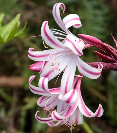 Crinum Cintho Alfa, Milk and Wine Lily, Swamp Lily, late summer flowers, Fragrant flowers, Pink Crinum, Pink Flowers