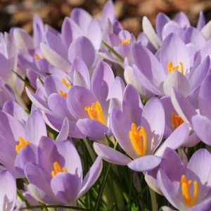 Crocus Sieberi 'Violet Queen', Crocus 'Violet Queen', Sieber's Crocus, Snow crocus, Spring Bulbs, Spring Flowers, early spring bulb, late winter blooming bulb