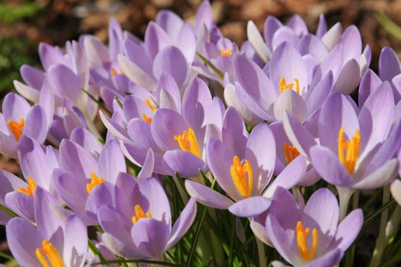 Crocus Sieberi 'Violet Queen', Crocus 'Violet Queen', Sieber's Crocus, Snow crocus, Spring Bulbs, Spring Flowers, early spring bulb, late winter blooming bulb