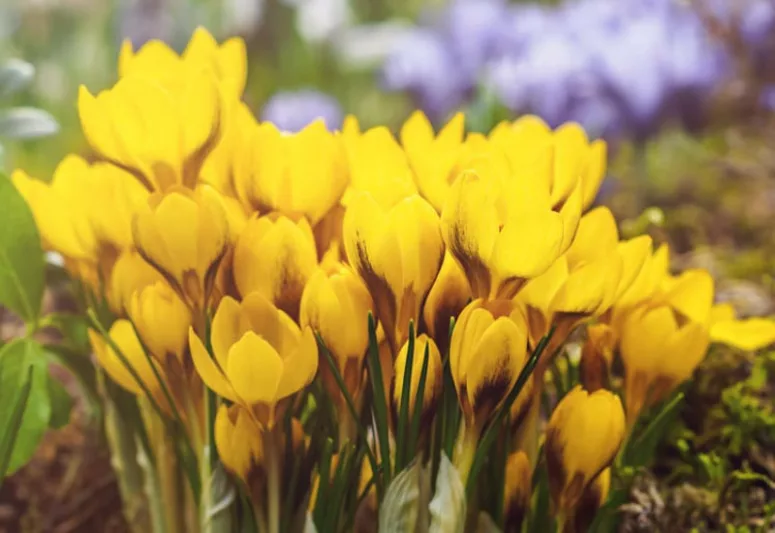 Crocus Chrysanthus 'Goldilocks', Crocus 'Goldilocks', Snow Crocus 'Goldilocks', Snow Crocus, Botanical Crocus, Spring Bulbs, Spring Flowers, Early spring bulb, yellow crocus