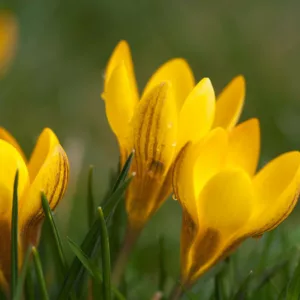 Crocus Chrysanthus 'Zwanenburg Bronze', Crocus 'Zwanenburg Bronze', Snow Crocus, Botanical Crocus, Spring Bulbs, Spring Flowers, Early spring bulb, yellow crocus