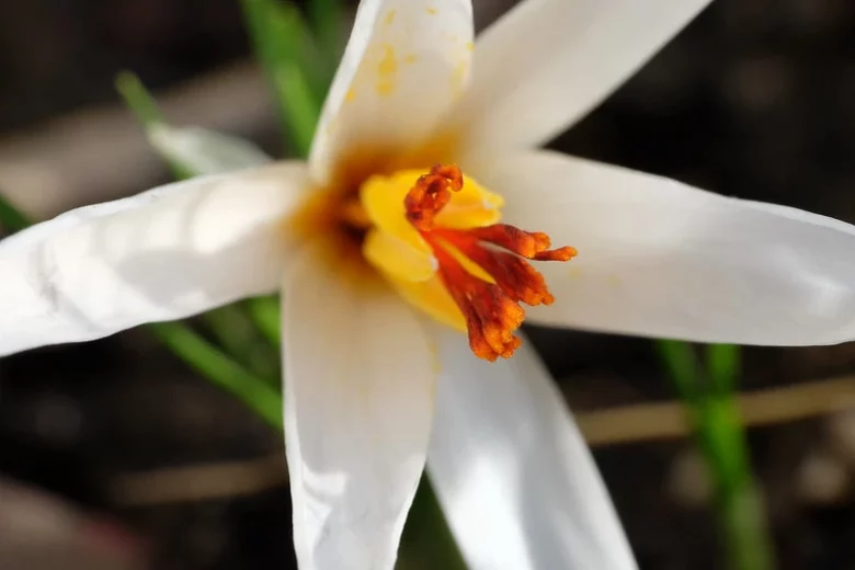 Crocus fleischeri, White Crocus, Crocus Species, Spring Bulbs, Spring Flowers