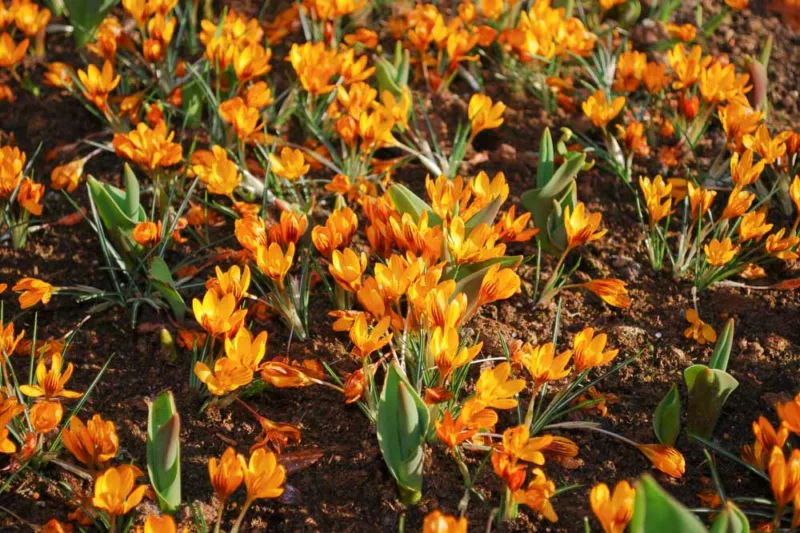 Crocus olivieri subsp. balansae 'Orange Monarch', Crocus 'Orange Monarch', Crocus balansae 'Orange Monarch', Crocus 'Orange King', Botanical Crocus, Spring Bulbs, Spring Flowers
