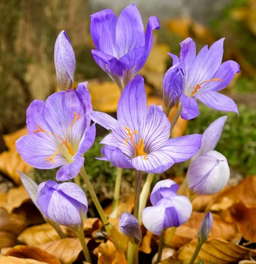 Crocus pulchellus, Mount Athos Crocus, Hairy Crocus, Autumn Crocus, Purple flowers, Purple crocus bulbs, Fall Crocus