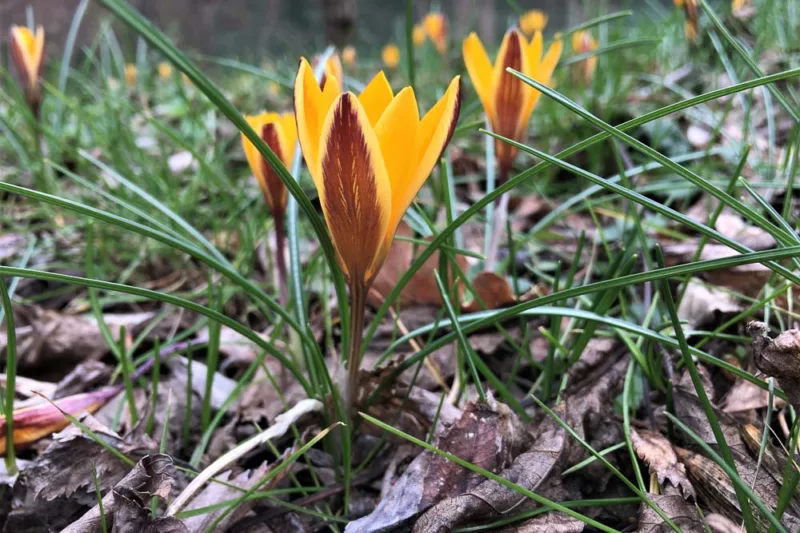 Crocus susianus 'Cloth of Gold', Cloth of Gold Crocus, Crocus 'Cloth of Gold', Crocus susianus, Crocus angustifolius, Spring Bulbs, Spring Flowers, Yellow Crocus