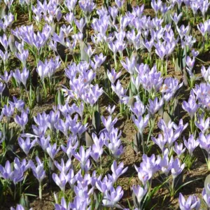 Crocus vernus Vanguard, Dutch Crocus 'Vanguard', Crocus 'Vanguard', Spring Bulbs, Spring Flowers ,Giant Dutch crocus, Dutch crocus, Early Spring bulbs, Violet bulb, Blue bulb, Early flowering bulb