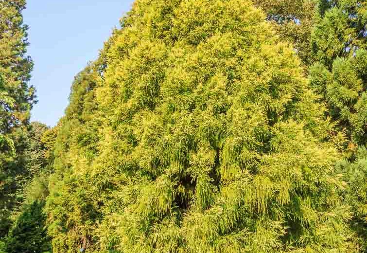 Cryptomeria japonica 'Sekkan-sugi', Japanese Cedar  'Sekkan-sugi', Japanese Cedar  'Sekkan', Cryptomeria japonica 'Sekkan', Conifer, Evergreen Tree, Golden Conifer, Yellow Conifer