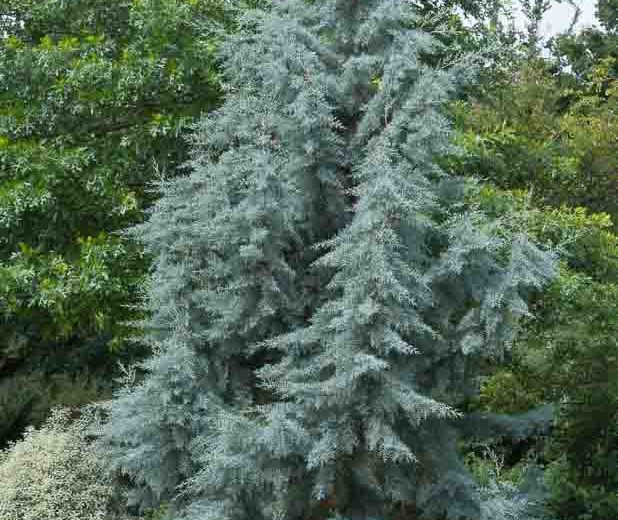 Cupressus arizonica var. glabra 'Blue Ice', Smooth Arizona Cypress 'Blue Ice', Cupressus glabra 'Blue Ice', Evergreen Tree, Evergreen Conifer, Blue Conifer