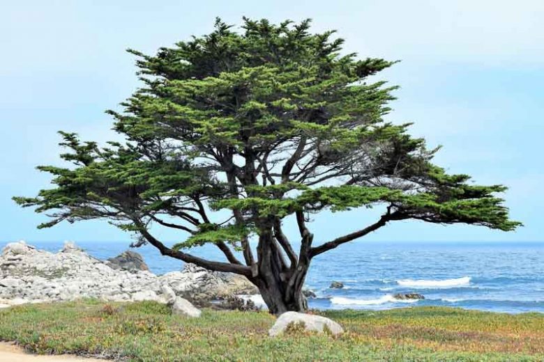 Cupressus macrocarpa, Monterey Cypress, California Cypress, Evergreen Tree, Evergreen Conifer