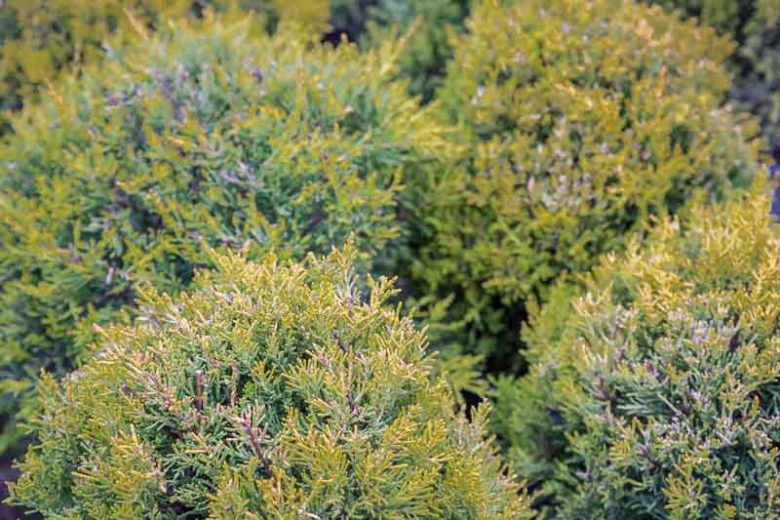 Cupressus macrocarpa 'Goldcrest', Monterey Cypress Goldcrest, California Cypress Goldcrest, Evergreen Tree, Evergreen Conifer, Golden Conifer