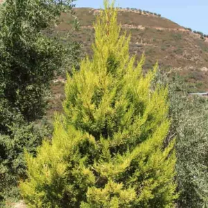 Cupressus macrocarpa 'Wilma', Monterey Cypress Wilma, California Cypress Wilma, Evergreen Tree, Evergreen Conifer, Golden Conifer