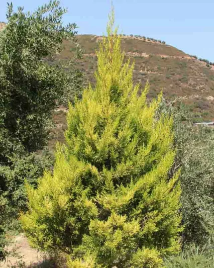 Cupressus macrocarpa 'Wilma', Monterey Cypress Wilma, California Cypress Wilma, Evergreen Tree, Evergreen Conifer, Golden Conifer