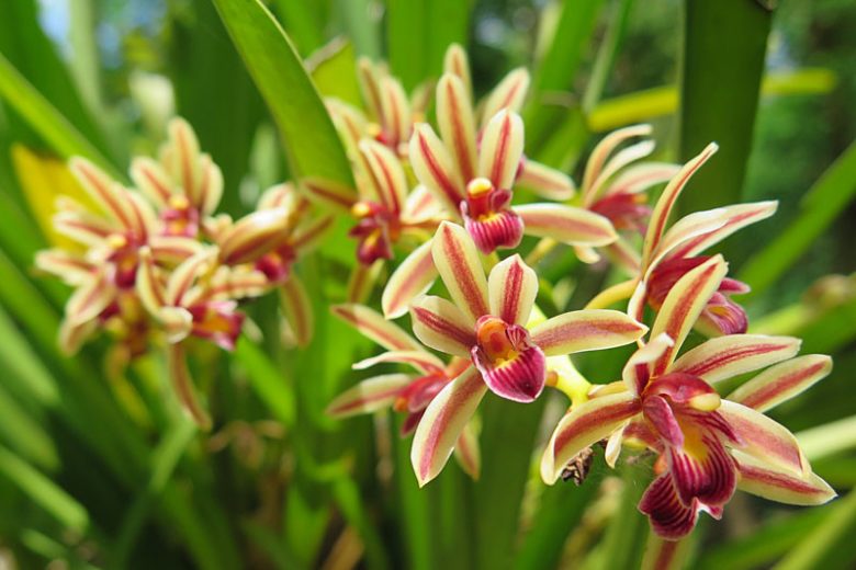 Cymbidium bicolor,Two-Colored Cymbidium, Kare karawn dam khaow, Katae taimai, Red Orchids, Fragrant Orchids, Easy Orchids, Easy to Grow Orchids