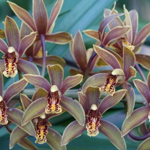 Cymbidium floribundum, Many Flowered Cymbidium, Small Cymbidium, Cymbidium chawalongense, Red Orchids, Easy Orchids, Easy to Grow Orchids