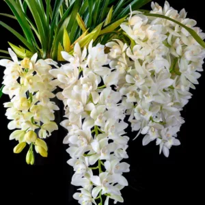 Cymbidium Sarah Jean gx 'Ice Cascade', Boat Orchid, Boat Orchid 'Ice Cascade', White Orchids, Easy Orchids, Easy to Grow Orchids