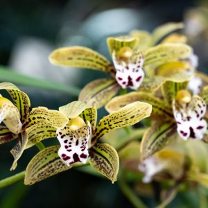 Cymbidium 'Magic Chocolate, Boat Orchid, Boat Orchid 'Magic Chocolate', Yellow Orchids, Easy Orchids, Easy to Grow Orchids