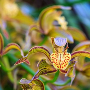 Cymbidium tracyanum, Tracy's Cymbidium, Cymbidium zaleskianum, Cyperorchis tracyana, Yellow Orchids, Fragrant Orchids, Easy Orchids, Easy to Grow Orchids