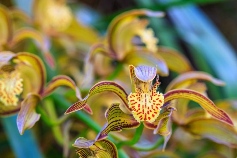 Cymbidium tracyanum, Tracy's Cymbidium, Cymbidium zaleskianum, Cyperorchis tracyana, Yellow Orchids, Fragrant Orchids, Easy Orchids, Easy to Grow Orchids