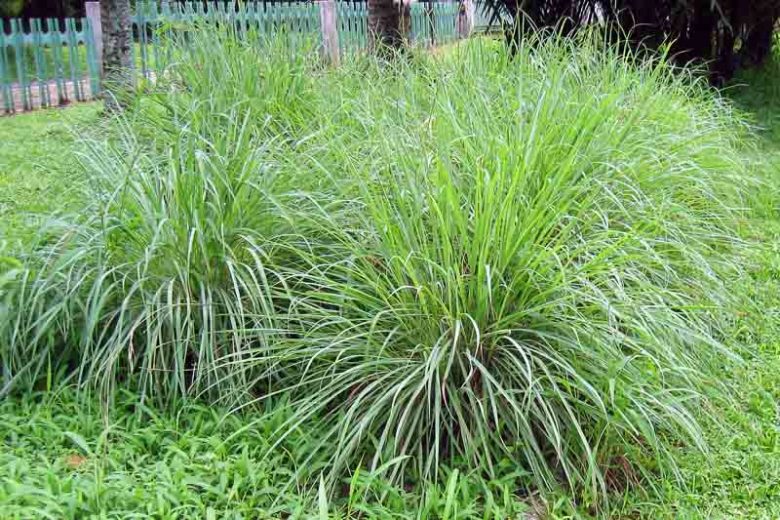 Cymbopogon nardus, Citronella Grass, Ceylon Citronella, Mosquito repellent plant