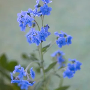 Cynoglossum amabile, Chinese Forget-Me-Not, Blue Flowers, Purple Flowers, Spring Perennial
