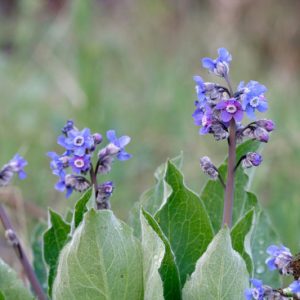 Cynoglossum grande, Western Hound's Tongue, Pacific Hound's Tongue, Blue Flowers, Purple Flowers, Spring Perennial