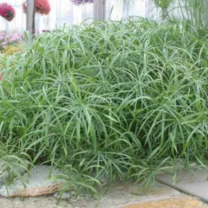 Cyperus involucratus 'Baby Tut', Umbrella Plant 'Baby Tut', Umbrella Sedge 'Baby Tut', Dwarf Papyrus Grass 'Baby Tut', Aquatic Perennial, Pond Plant