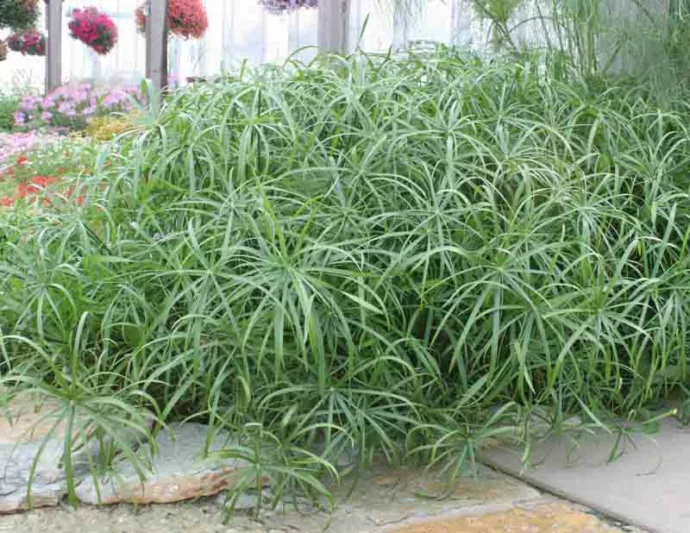 Cyperus involucratus 'Baby Tut', Umbrella Plant 'Baby Tut', Umbrella Sedge 'Baby Tut', Dwarf Papyrus Grass 'Baby Tut', Aquatic Perennial, Pond Plant