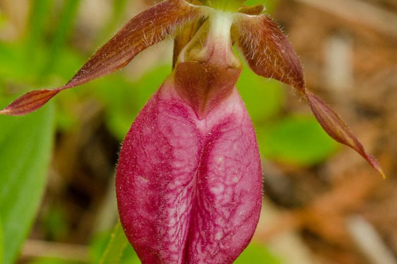 How to Grow Paphiopedilum 'Lady Slipper' Orchid Growing Guide - YouTube