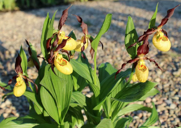 Cypripedium Emil gx, Emil Lady's Slipper Orchid, Frosh Garden Orchids, Yellow Flowers, Hardy Orchids