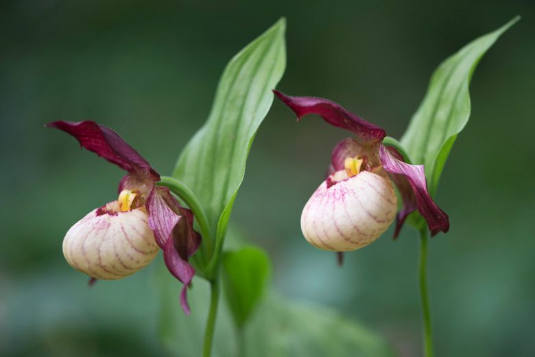 Cypripedium Gisele gx, Gisele Lady's Slipper Orchid, Frosh Garden Orchids, Pink Flowers, Hardy Orchids
