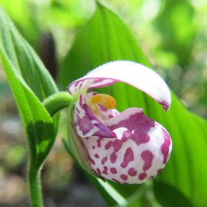 Cypripedium guttatum, Spotted Lady's Slipper, Spotted Lady’s-slipper, Pink Flowers, Hardy Orchids