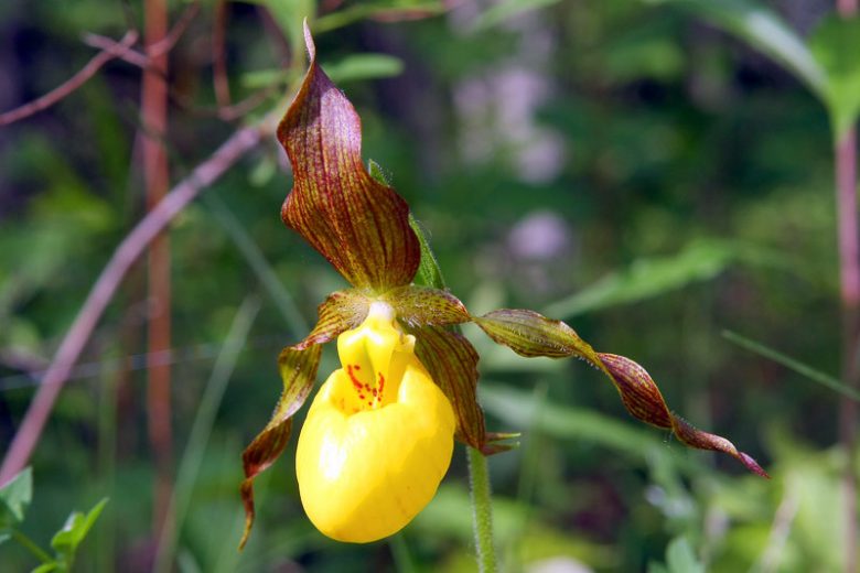 Cypripedium Hank Small gx, Hank Small Lady's Slipper Orchid, Frosh Garden Orchids, Yellow Flowers, Hardy Orchids