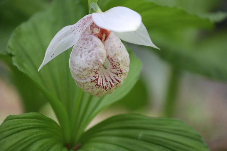 Cypripedium japonicum, Japanese Lady Slipper Orchid, Japanese Ladyslipper Orchid, Pink Flowers, Hardy Orchids