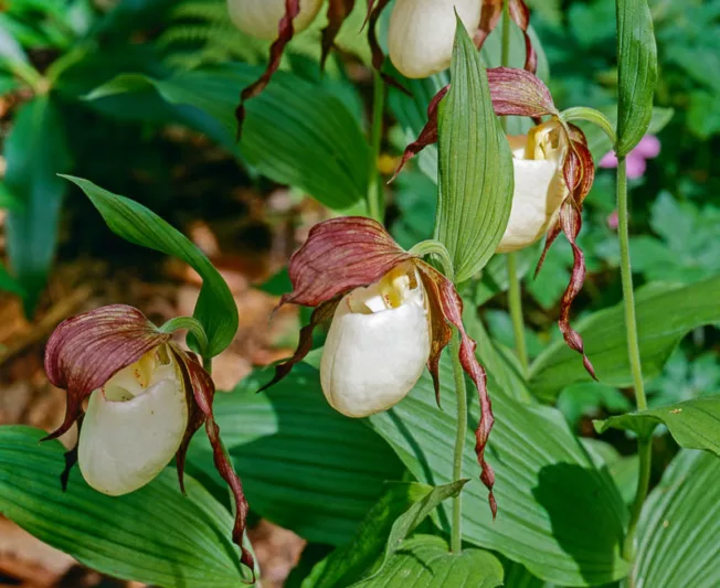 Cypripedium kentuckiense, Kentucky Lady's Slipper Orchid, Southern Lady's Slipper, Ivory Lady's Slipper, Purloined Slipper, Cypripedium 'Kentucky', Yellow Flowers, Hardy Orchids