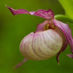 Cypripedium Monto gx, Monto Lady's Slipper Orchid, Frosh Garden Orchids, Pink Flowers, Hardy Orchids