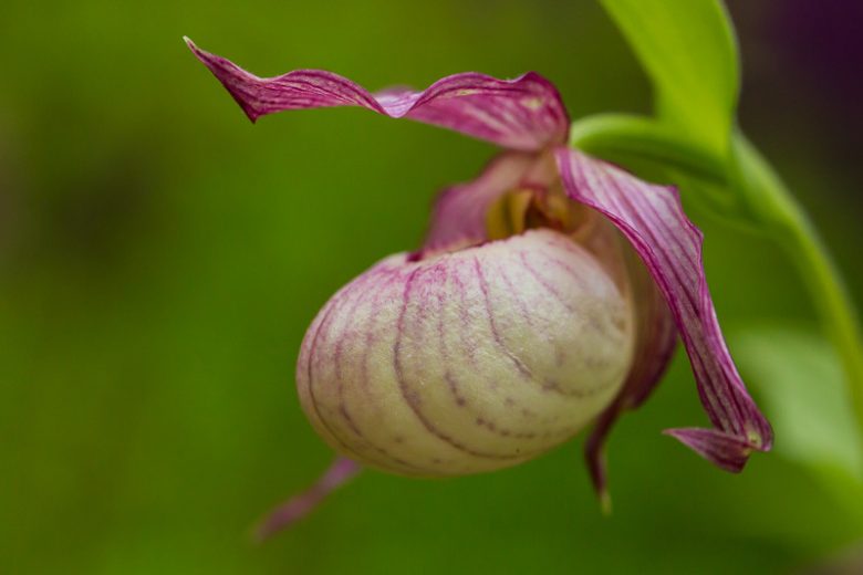 Cypripedium Monto gx, Monto Lady's Slipper Orchid, Frosh Garden Orchids, Pink Flowers, Hardy Orchids
