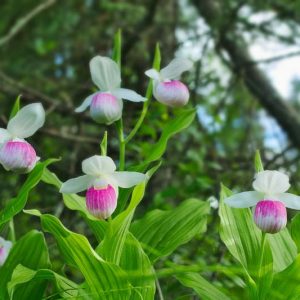 Cypripedium reginae, Showy Lady's Slipper, Pink Flowers, Hardy Orchids