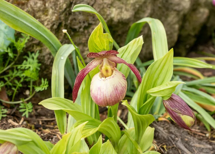 Cypripedium Sabine gx, Sabine Lady's Slipper Orchid, Frosh Garden Orchids, Pink Flowers, Hardy Orchids