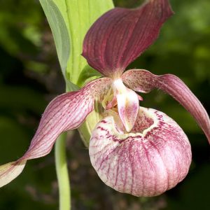About The Slipper Orchids